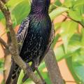 চিত্রা শালিক