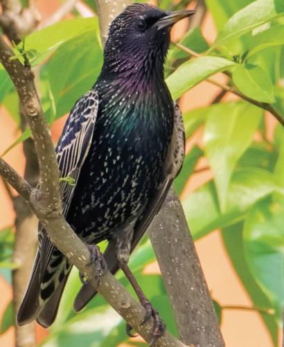 চিত্রা শালিক