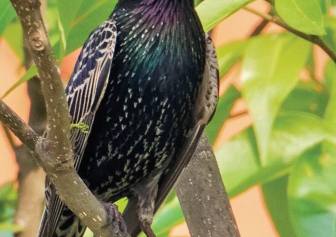 চিত্রা শালিক