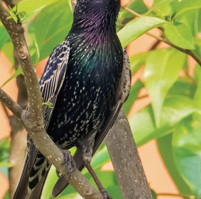 চিত্রা শালিক